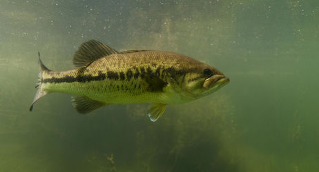 Fermeture de la pêche du Black-bass