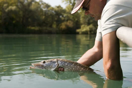 L'ouverture de la pêche du brochet en 2ème catégorie, c'est le samedi 24  avril - Fédération de Pêche de l'Allier