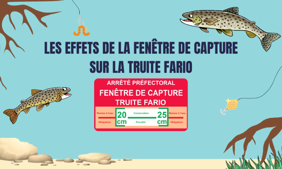 Fenêtre de capture truite fario