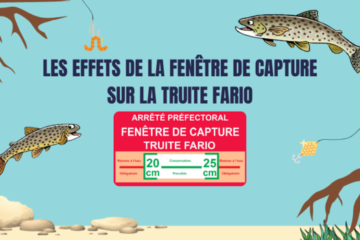 Fenêtre de capture truite fario