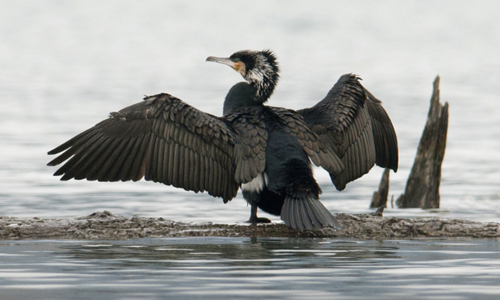 Régulation du cormoran