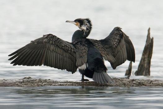 Régulation du cormoran