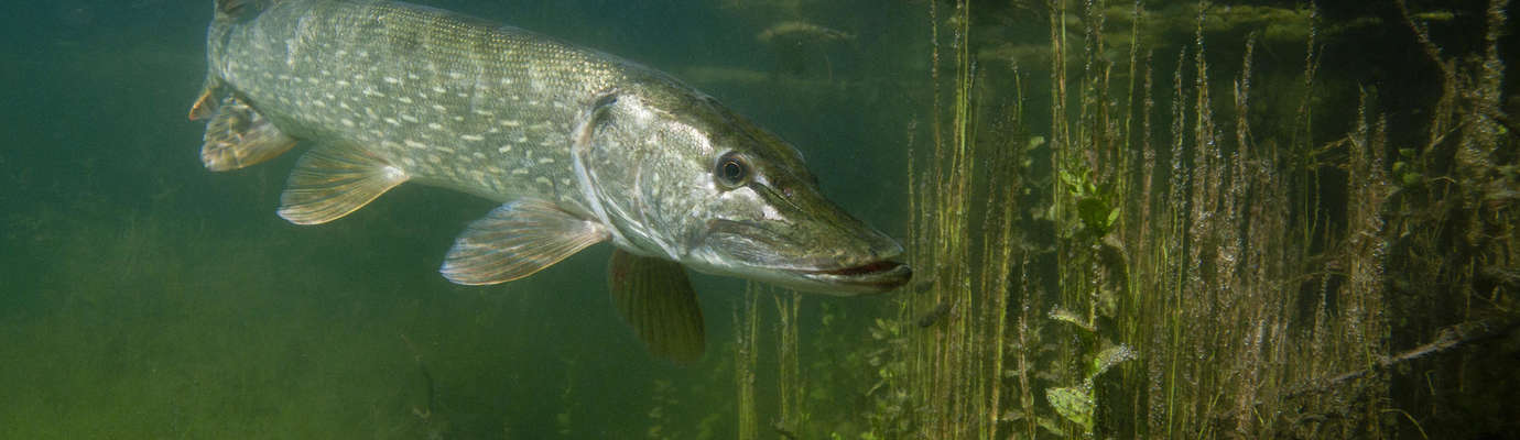 Fermeture du Brochet : 5 leurres souples pour réussir - Delalande Pêche -  Leurres souples