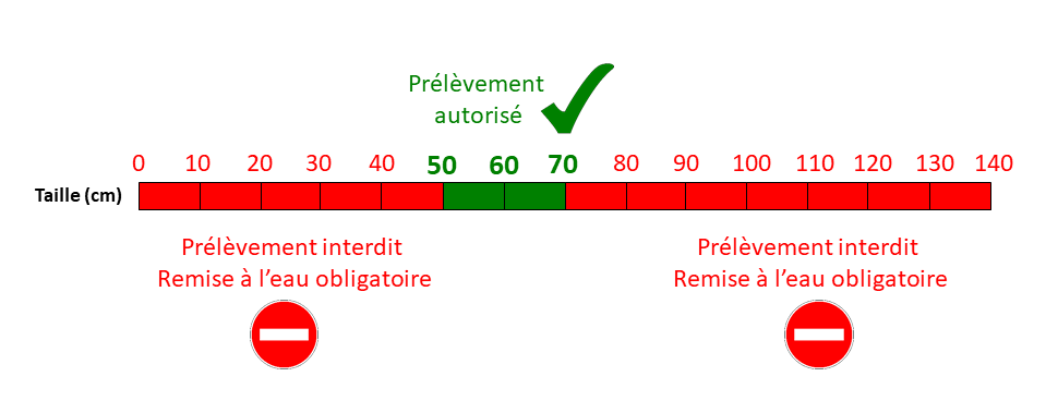 Pêche à l'aimant : informations réglementaires - Fédération de pêche de  Meurthe-et-Moselle