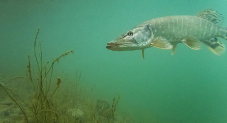 Fermeture de la pêche du Brochet