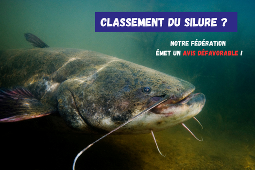 Classement du silure ?