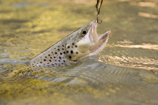 Pêcher avec ou sans ardilllons
